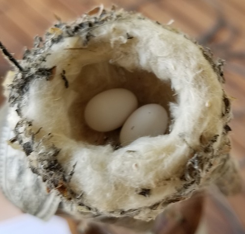 hummingbird eggs 2018_07_30.jpg